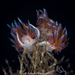 Pair of Cratena nudibranchs spotted at " La Formica" dive... by Antonio Venturelli 